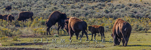 Bison with Calf
