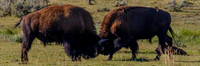 Bison Rutting