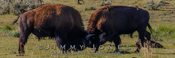 Bison Rutting