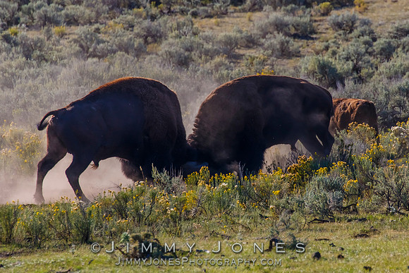 Bison Rutting