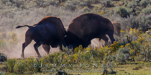 Bison Rutting