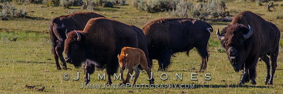 Bison with Calf
