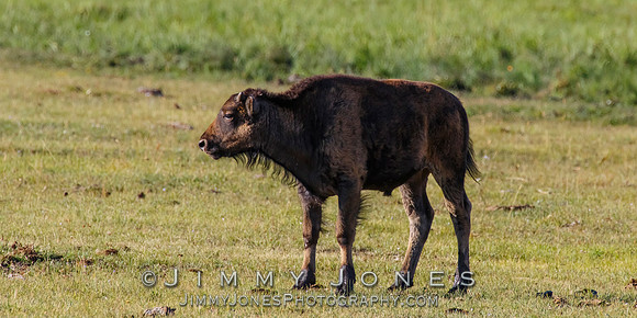 Bison Calf