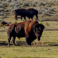 Bison Bull