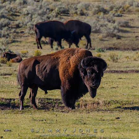 Bison Bull