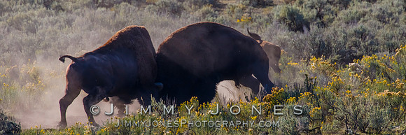 Bison Rutting