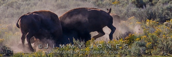 Bison Rutting