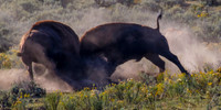 Bison Rutting