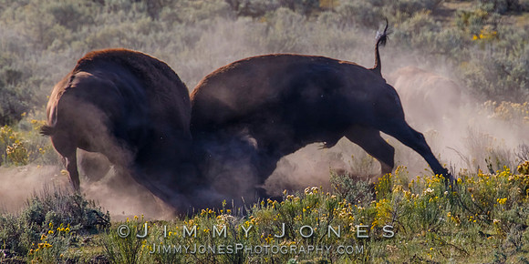 Bison Rutting