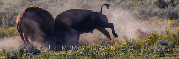 Bison Rutting