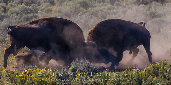 Bison Rutting