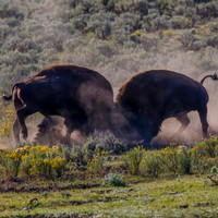 Bison Rutting