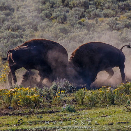 Bison Rutting