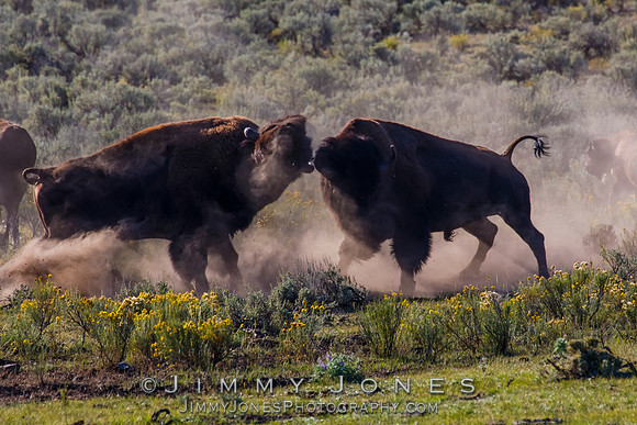 Bison Rutting
