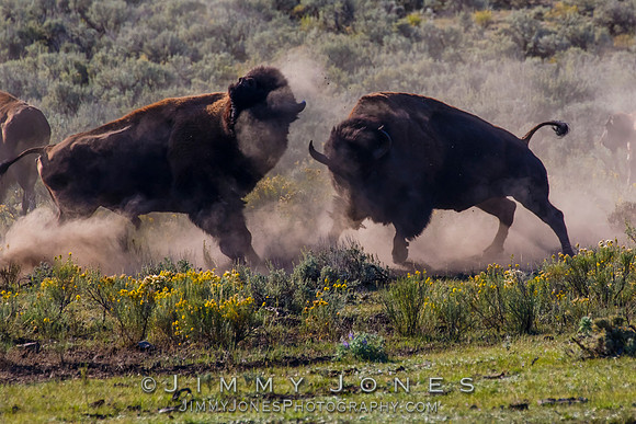 Bison Rutting
