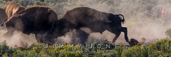 Bison Rutting