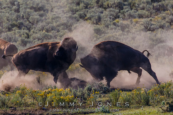 Bison Rutting