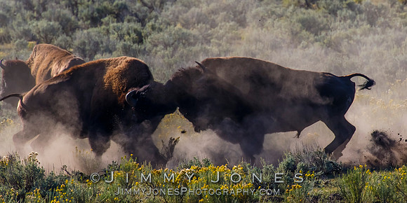 Bison Rutting