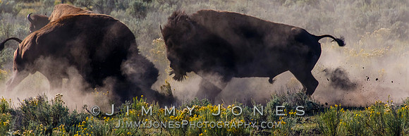 Bison Rutting
