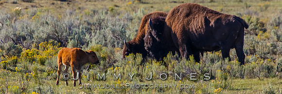 Bison with Calf