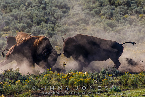 Bison Rutting