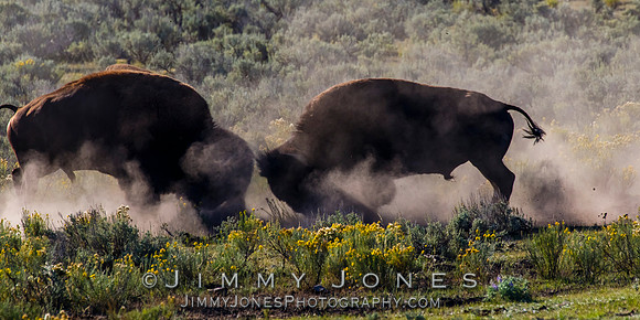 Bison Rutting
