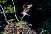 Osprey at Nest