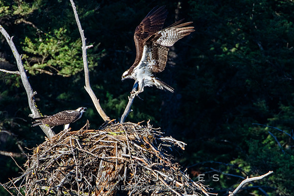 Osprey at Nest