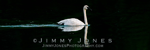 Swan
