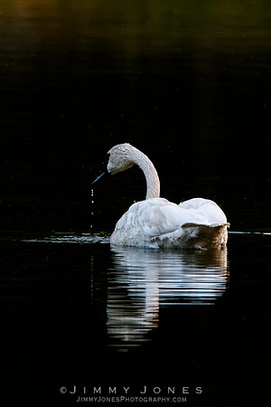 Swan
