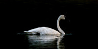 Swan