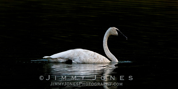 Swan