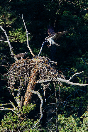 Osprey at Nest