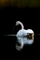 Swan