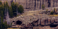 Mountain Goats With Kids