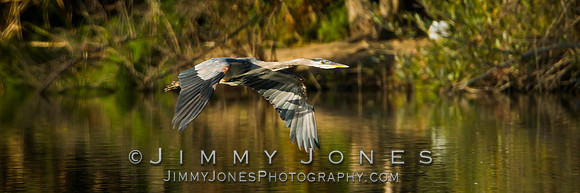 Great Blue Heron - BS/P0519