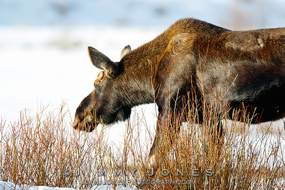 Moose