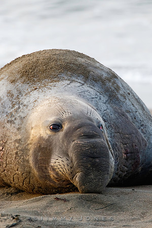 Elephant Seal - CS/P0381
