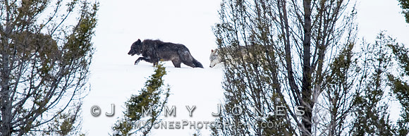 Junction Butte Alphas