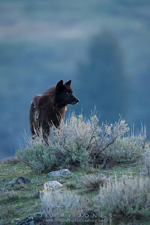 Junction Butte Pack Wolf