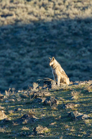 Canyon Pack "No Pants"