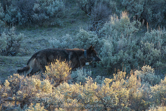 Junction Butte Pack / 889f
