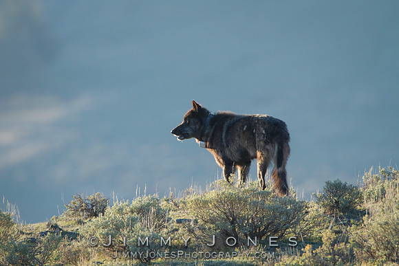 Junction Butte Pack / 889f