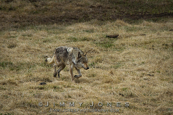 Lamar Canyon Pack / Middle Gray