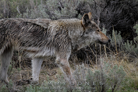Lamar Canyon Pack / Middle Gray