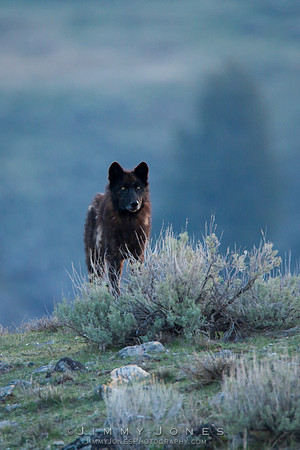 Junction Butte Pack Wolf