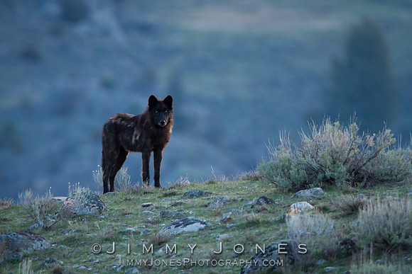 Junction Butte Pack Wolf
