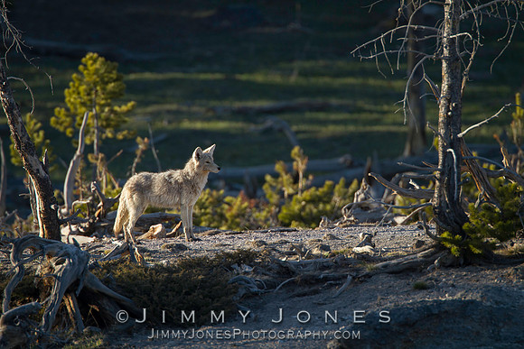 Coyote