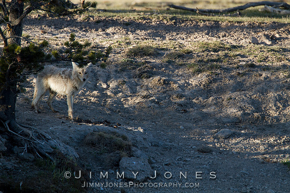 Coyote