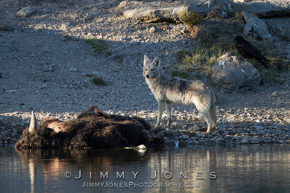 Coyote at Bison Carcass